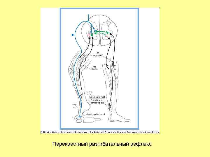 Перекрестный разгибательный рефлекс 