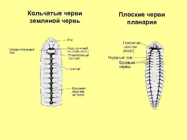 Нервная система кольчатых червей рисунок