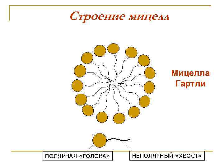 Схема строения мицелл