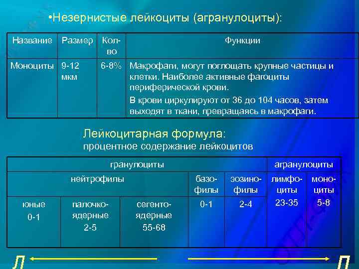 • Незернистые лейкоциты (агранулоциты): Название Размер Моноциты 9 -12 мкм Колво Функции 6