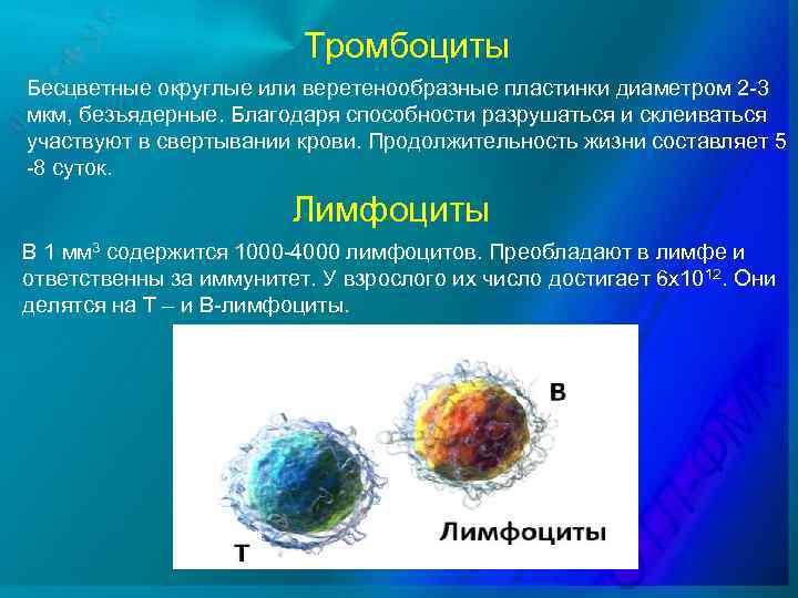 Тромбоциты Бесцветные округлые или веретенообразные пластинки диаметром 2 -3 мкм, безъядерные. Благодаря способности разрушаться