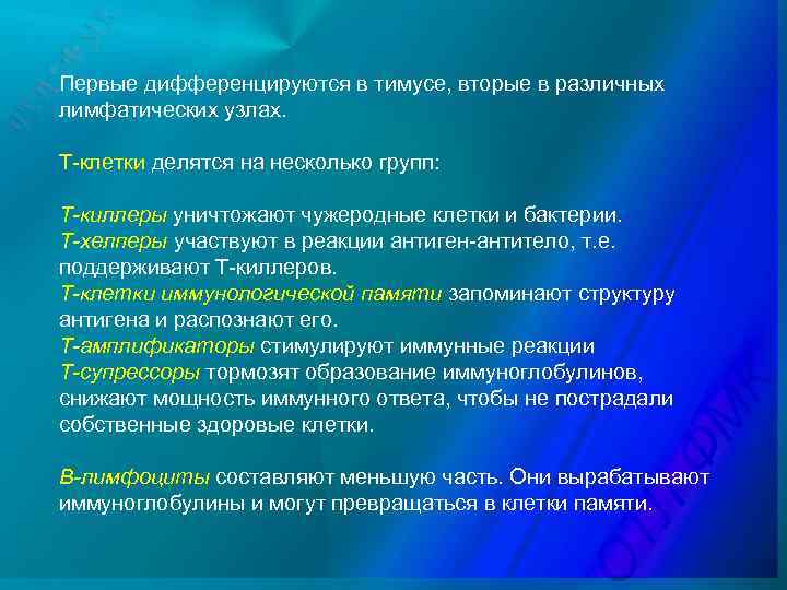 Первые дифференцируются в тимусе, вторые в различных лимфатических узлах. Т-клетки делятся на несколько групп:
