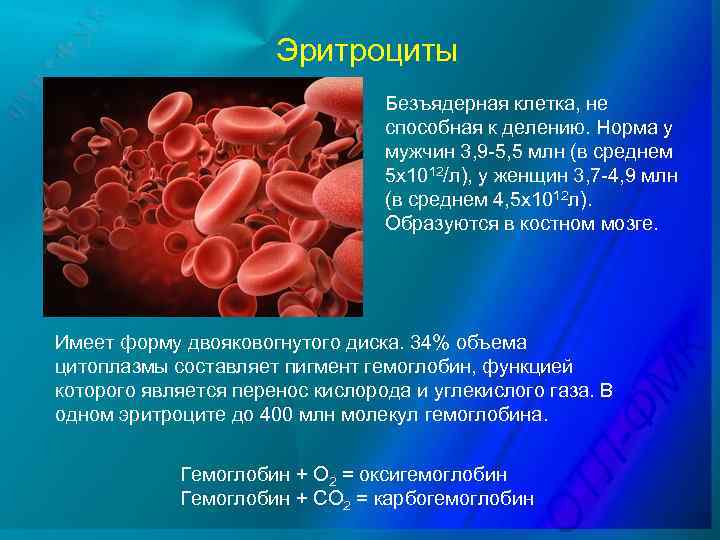 Эритроциты Безъядерная клетка, не способная к делению. Норма у мужчин 3, 9 -5, 5