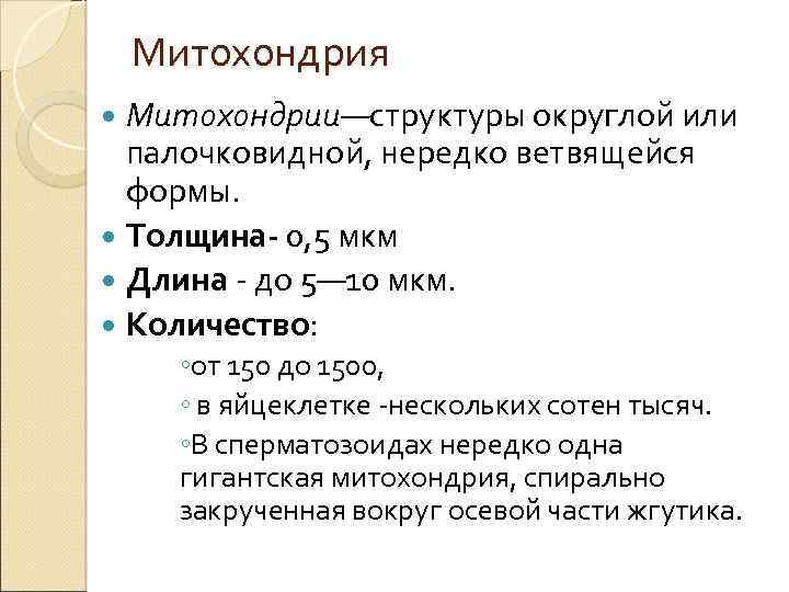 Митохондрия Митохондрии—структуры округлой или палочковидной, нередко ветвящейся формы. Толщина- 0, 5 мкм Длина -