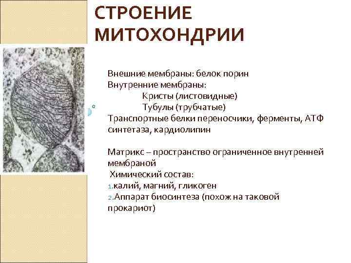 СТРОЕНИЕ МИТОХОНДРИИ Внешние мембраны: белок порин Внутренние мембраны: Кристы (листовидные) Тубулы (трубчатые) Транспортные белки