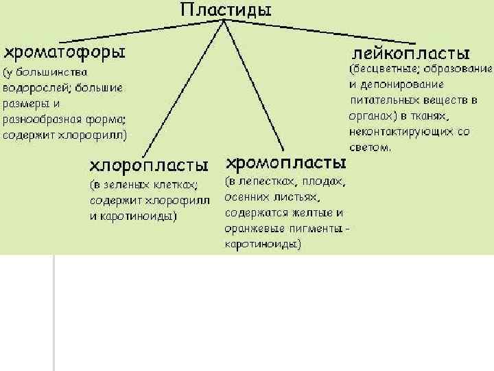 1 пластиды. Классификация пластид. Типы пластид и их функции. Пластиды классификация строение функции. Строение и классификация пластид.