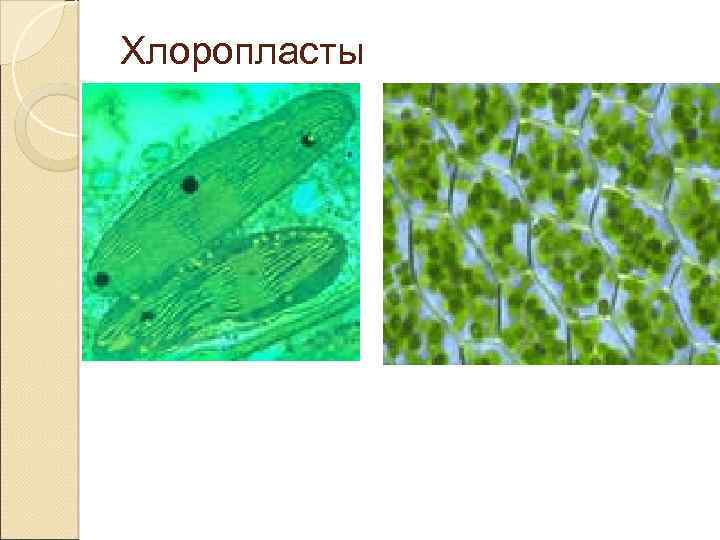 Хлоропласты 