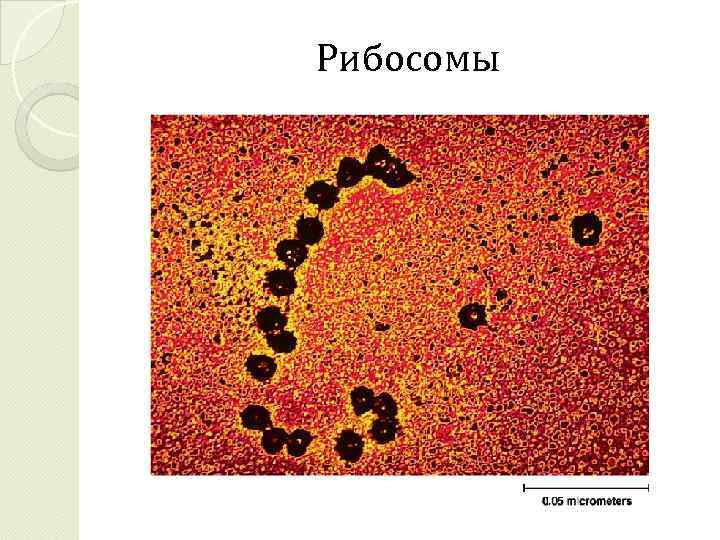 Рибосомы 