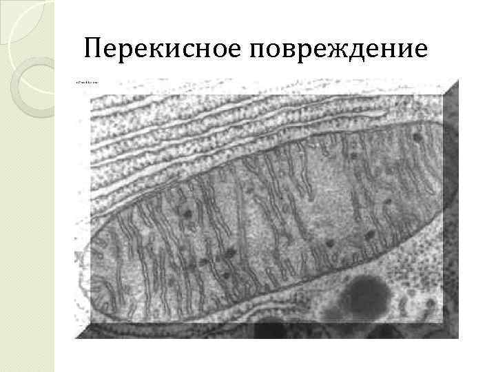 Перекисное повреждение 
