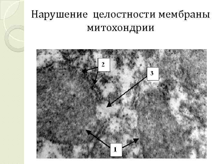 Нарушение целостности мембраны митохондрии 