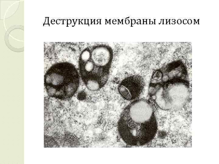 Деструкция мембраны лизосом 