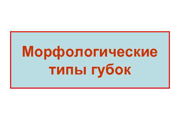 Морфологические типы губок 