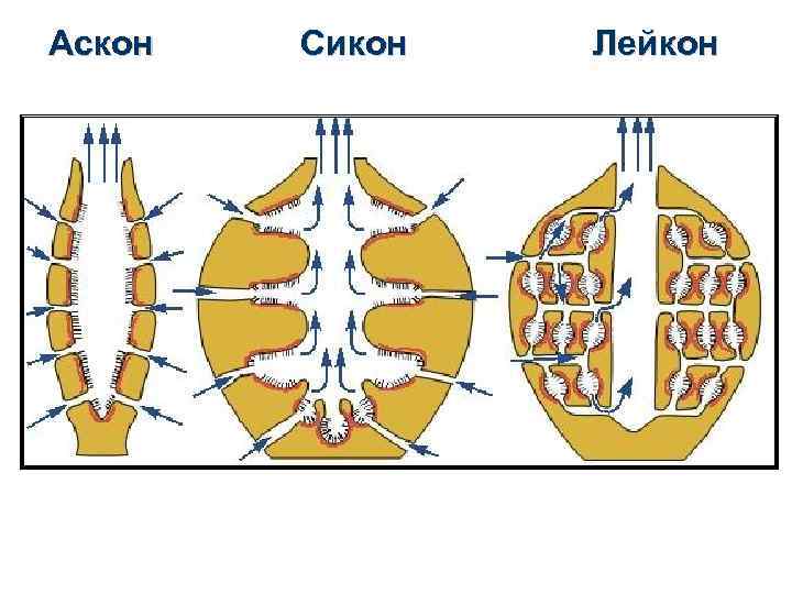 Аскон Сикон Лейкон 