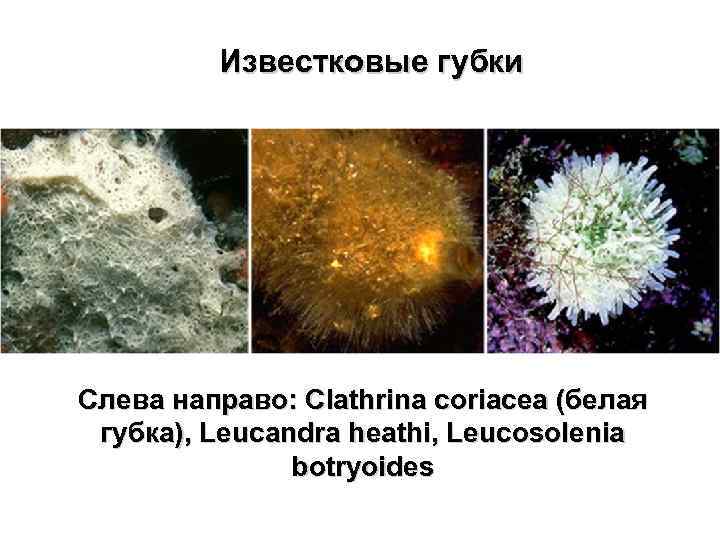 Известковые губки Слева направо: Clathrina coriacea (белая губка), Leucandra heathi, Leucosolenia botryoides 