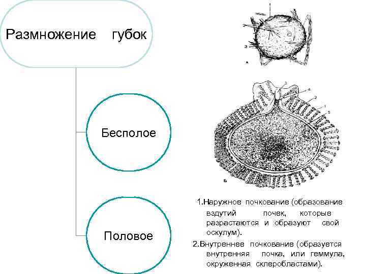 Размножение губок Бесполое 1. Наружное почкование (образование Половое вздутий почек, которые разрастаются и образуют