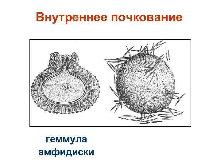 Внутреннее почкование геммула амфидиски 