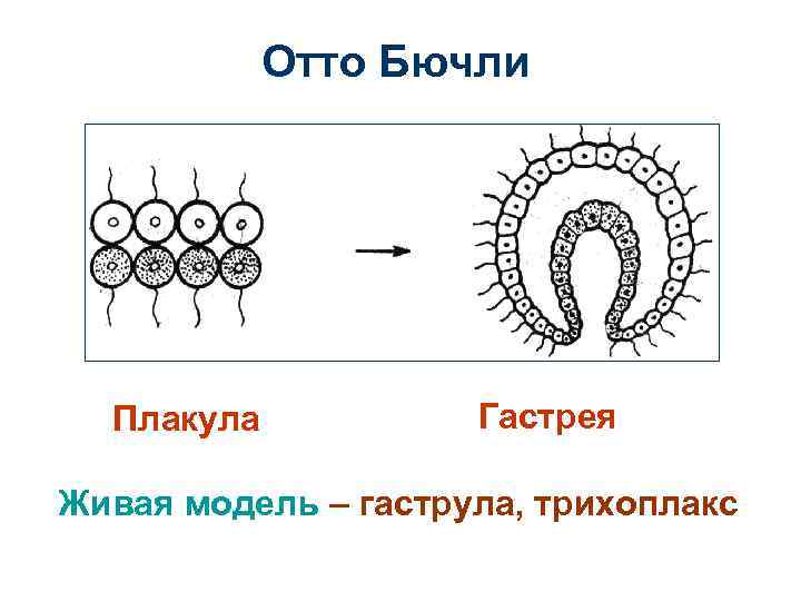 Отто Бючли Плакула Гастрея Живая модель – гаструла, трихоплакс 