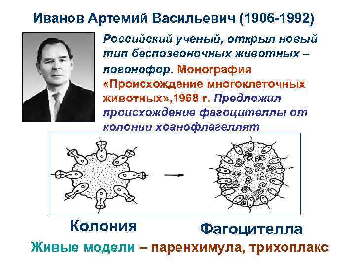 Иванов Артемий Васильевич (1906 -1992) Российский ученый, открыл новый тип беспозвоночных животных – погонофор.