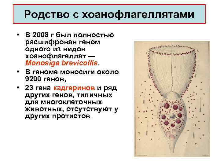 Родство с хоанофлагеллятами • В 2008 г был полностью расшифрован геном одного из видов