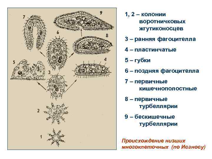 Среди многоклеточных. Колониальная теория происхождения многоклеточных. Колониальные простейшие животные. Воротничковые жгутиконосцы колония. Типы многоклеточных.