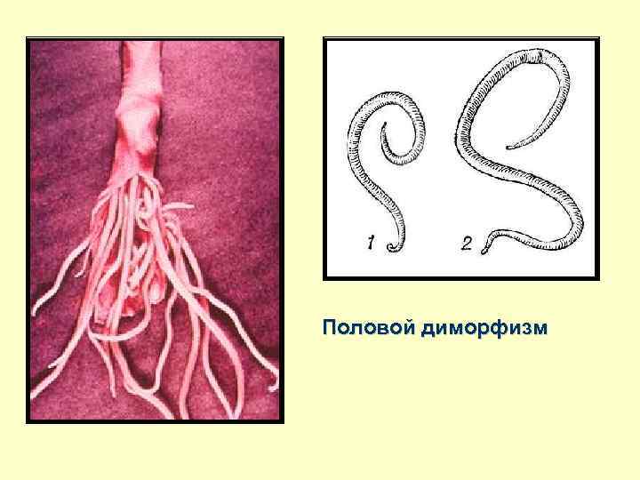 Половой диморфизм 