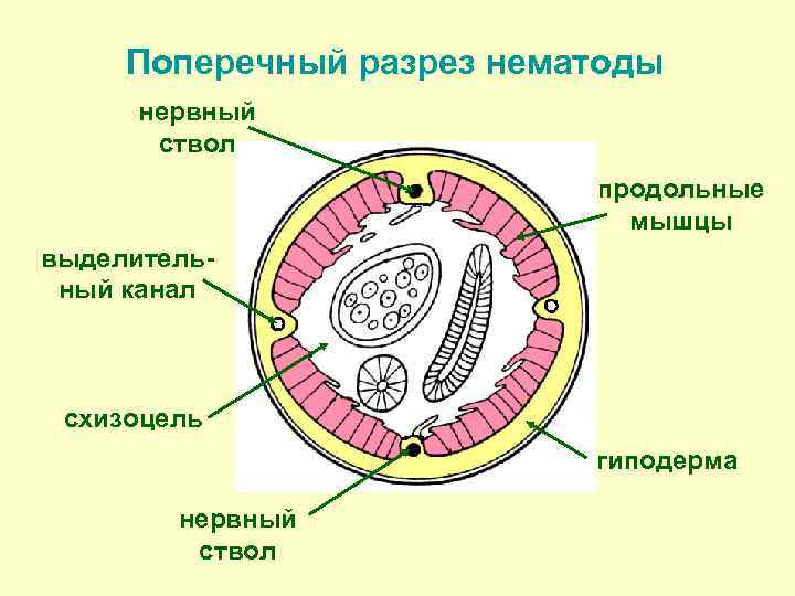 Поперечный разрез нематоды нервный ствол продольные мышцы выделитель ный канал схизоцель гиподерма нервный ствол