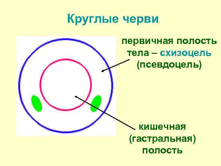 Круглые черви первичная полость тела – схизоцель (псевдоцель) кишечная (гастральная) полость 