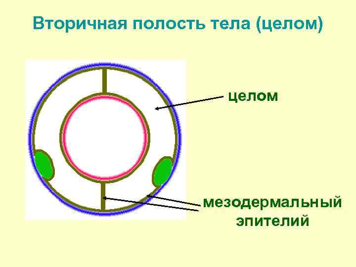 Вторичная полость тела (целом) целом мезодермальный эпителий 