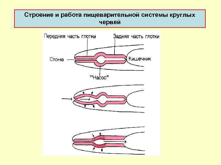 Стpоение и pабота пищеваpительной системы круглых червей 