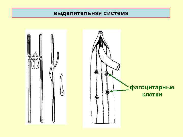 выделительная система фагоцитарные клетки 