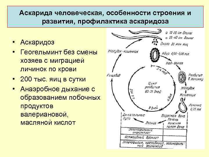 Аскарида человеческая, особенности строения и развития, профилактика аскаридоза • Аскаридоз • Геогельминт без смены