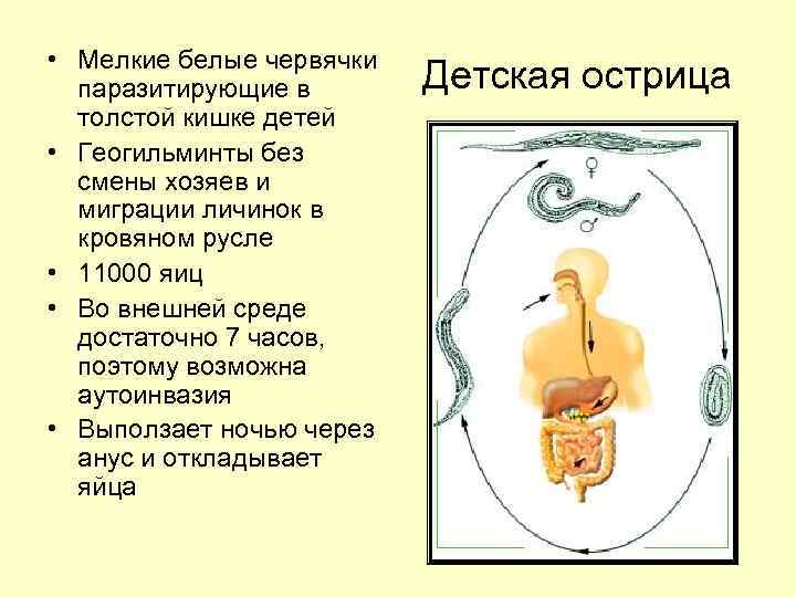  • Мелкие белые червячки паразитирующие в толстой кишке детей • Геогильминты без смены