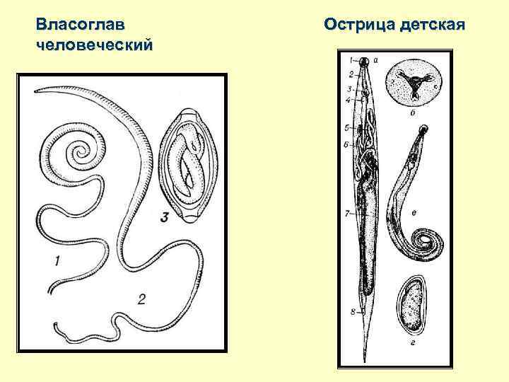 Власоглав человеческий Острица детская 