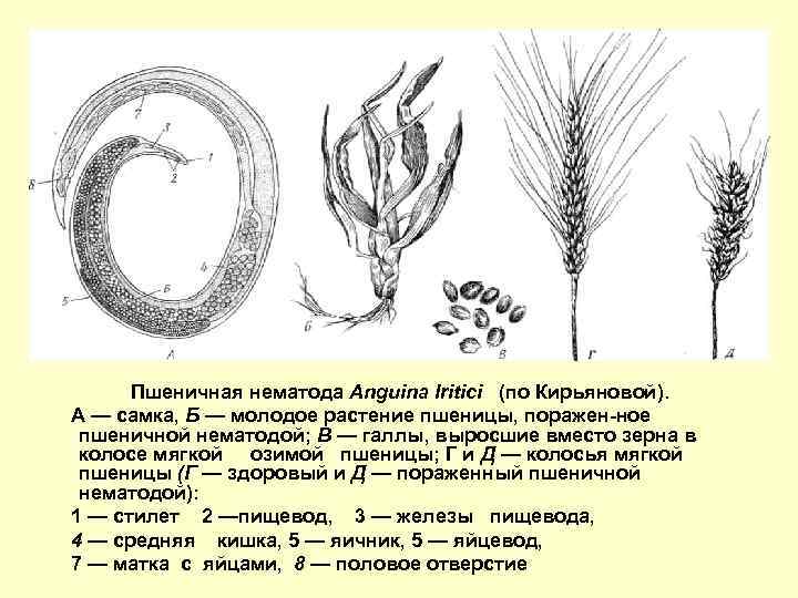 Пшеничная нематода Anguina Iritici (по Кирьяновой). А — самка, Б — молодое растение пшеницы,