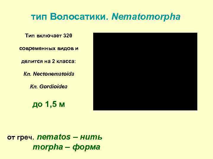 тип Волосатики. Nematomorpha Тип включает 320 современных видов и делится на 2 класса: Кл.