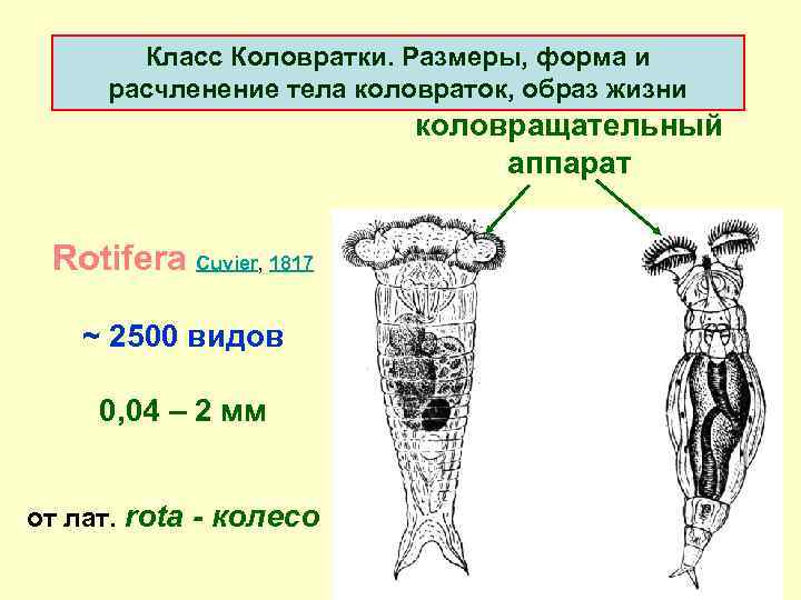 Класс Коловратки. Pазмеpы, фоpма и pасчленение тела коловpаток, обpаз жизни коловращательный аппарат Rotifera Cuvier,