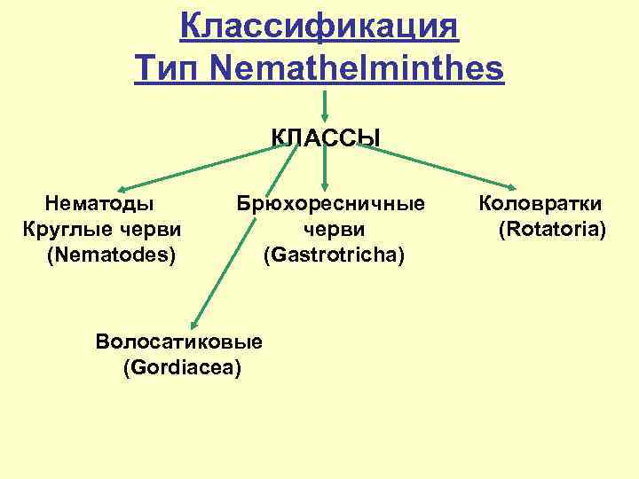 Классификация Тип Nemathelminthes КЛАССЫ Нематоды Круглые черви (Nematodes) Брюхоресничныe черви (Gastrotricha) Волосатиковые (Gordiacea) Коловратки