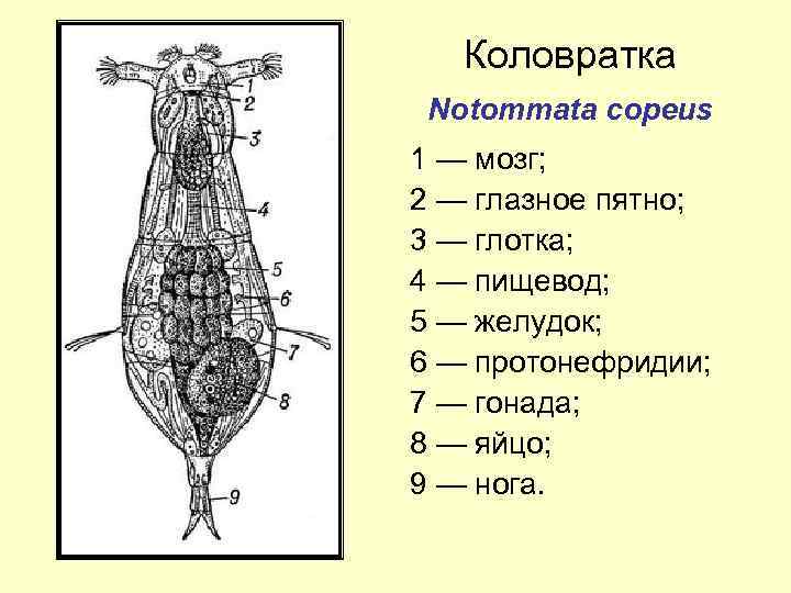 Коловратка Notommata copeus 1 — мозг; 2 — глазное пятно; 3 — глотка; 4