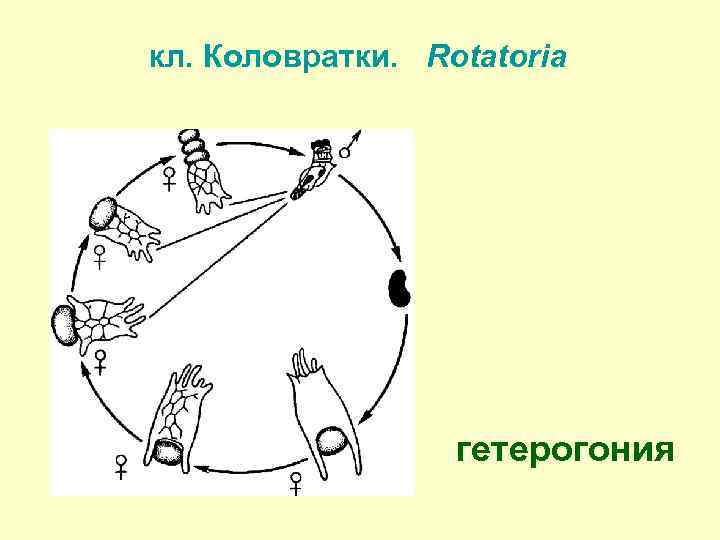 кл. Коловратки. Rotatoria гетерогония 