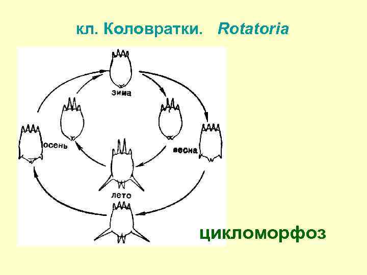 кл. Коловратки. Rotatoria цикломорфоз 