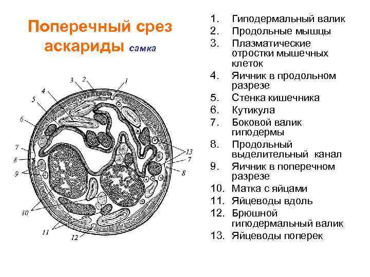 Поперечный срез аскариды самка 1. 2. 3. 4. 5. 6. 7. 8. 9. 10.