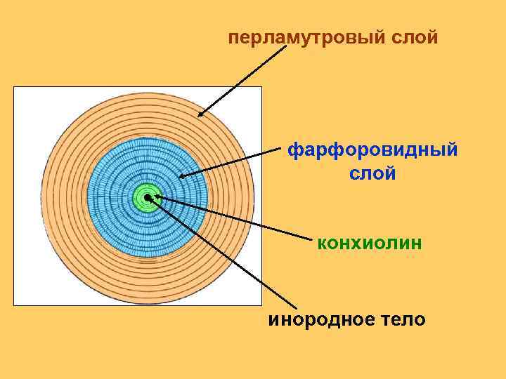 перламутровый слой фарфоровидный слой конхиолин инородное тело 