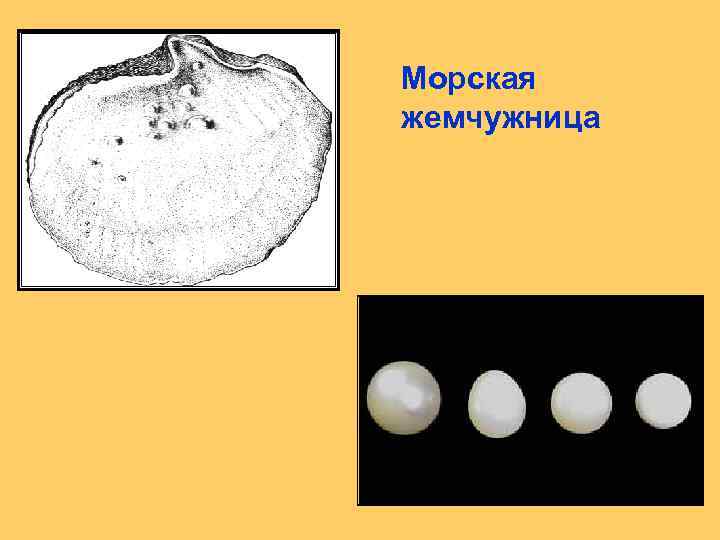 Морская жемчужница 