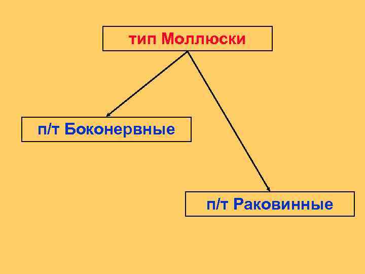 тип Моллюски п/т Боконервные п/т Раковинные 