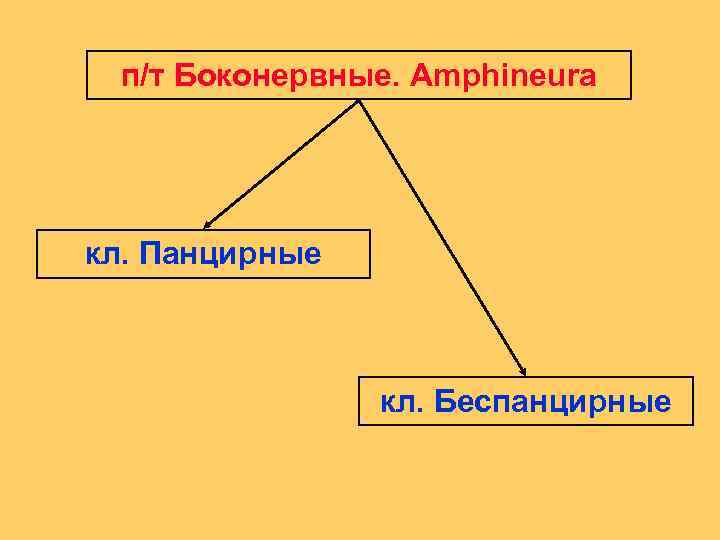 п/т Боконервные. Amphineura кл. Панцирные кл. Беспанцирные 