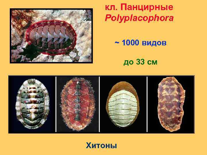 кл. Панцирные Polyplacophora ~ 1000 видов до 33 см Хитоны 