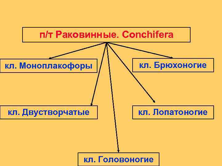 п/т Раковинные. Conchifera кл. Моноплакофоры кл. Брюхоногие кл. Двустворчатые кл. Лопатоногие кл. Головоногие 
