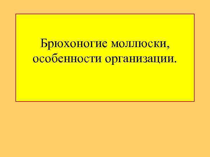 Брюхоногие моллюски, особенности организации. 
