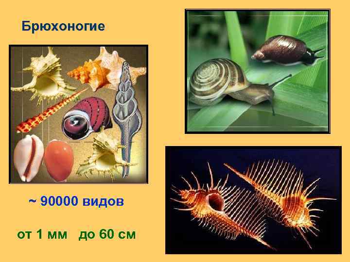 Брюхоногие ~ 90000 видов от 1 мм до 60 см 