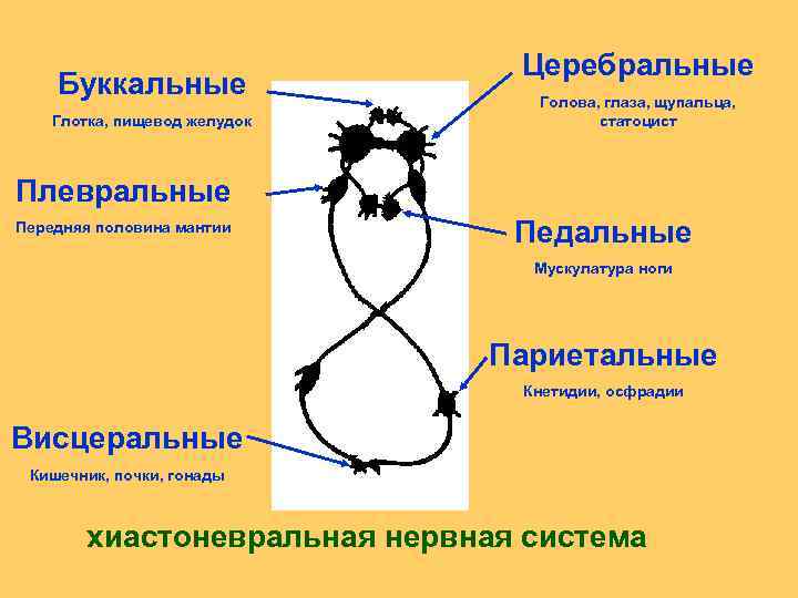 Буккальные Глотка, пищевод желудок Церебральные Голова, глаза, щупальца, статоцист Плевральные Передняя половина мантии Педальные